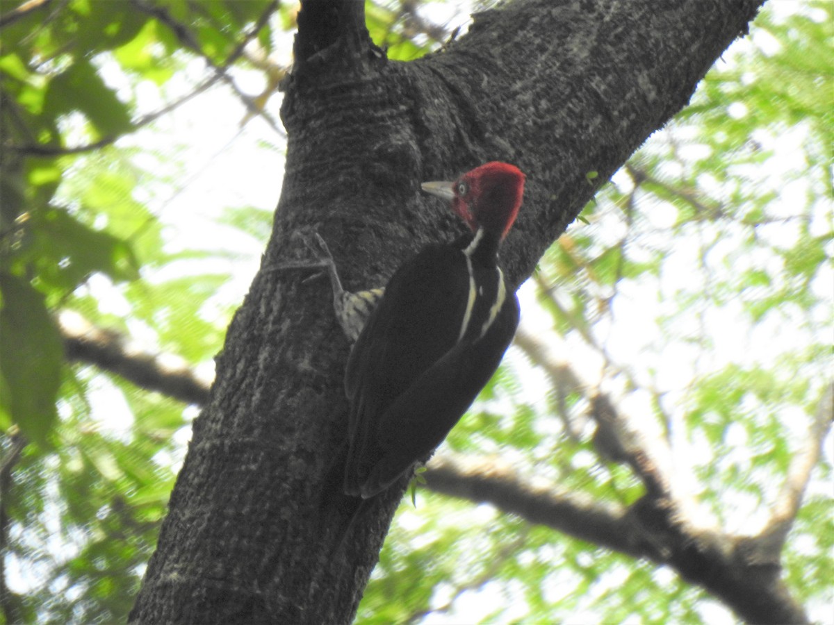 Pale-billed Woodpecker - ML257209241
