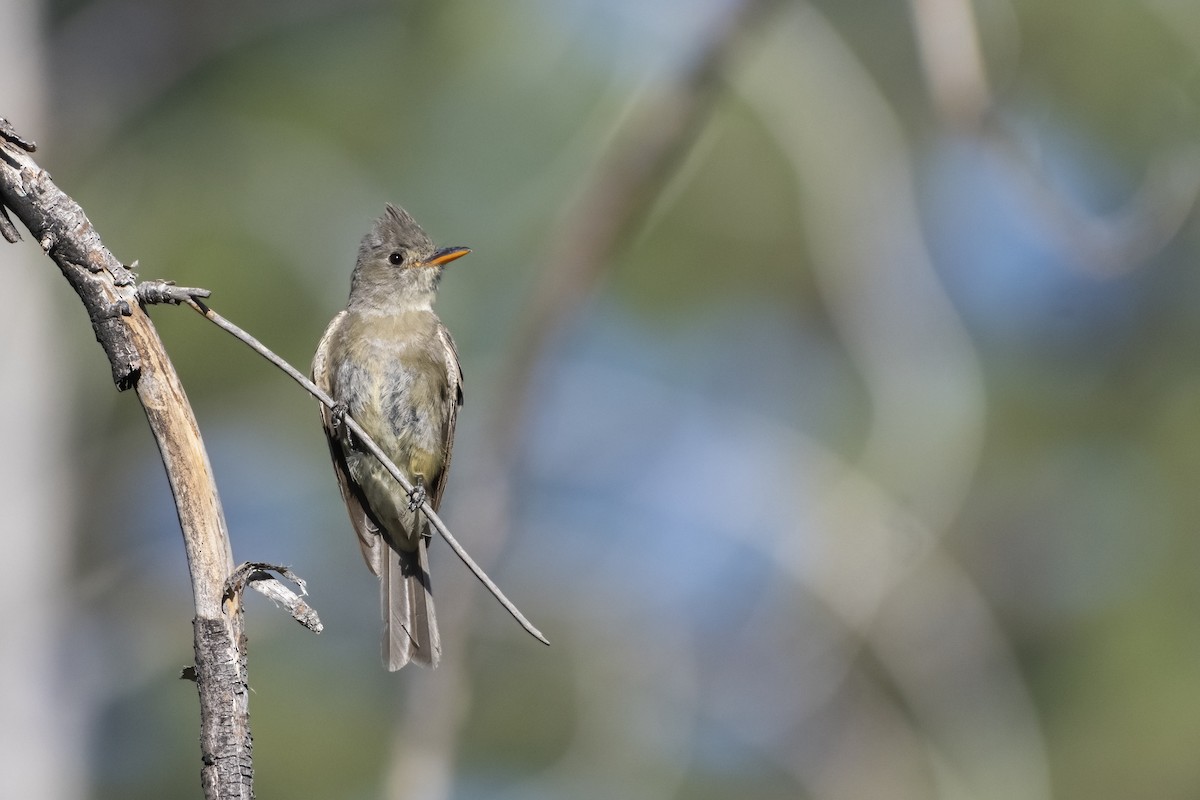 Greater Pewee - ML257212601