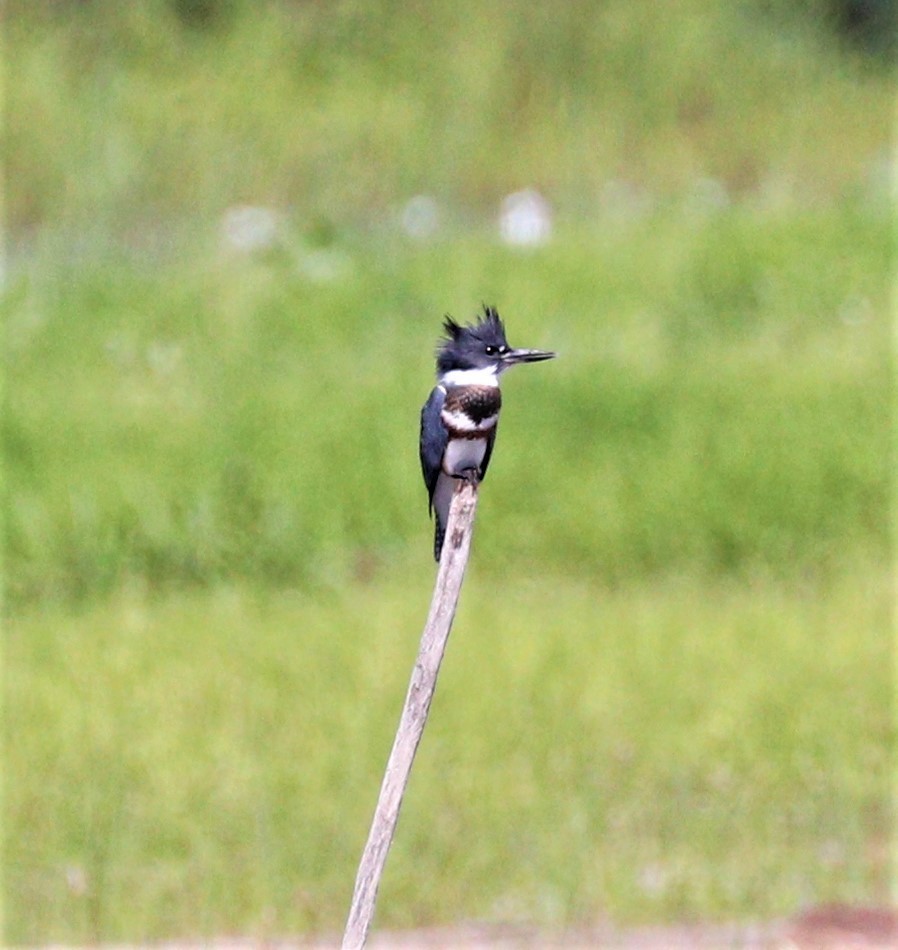 Belted Kingfisher - ML257213921