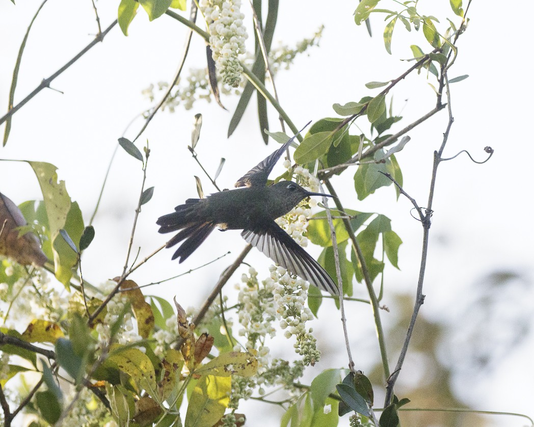 Sombre Hummingbird - ML257218111