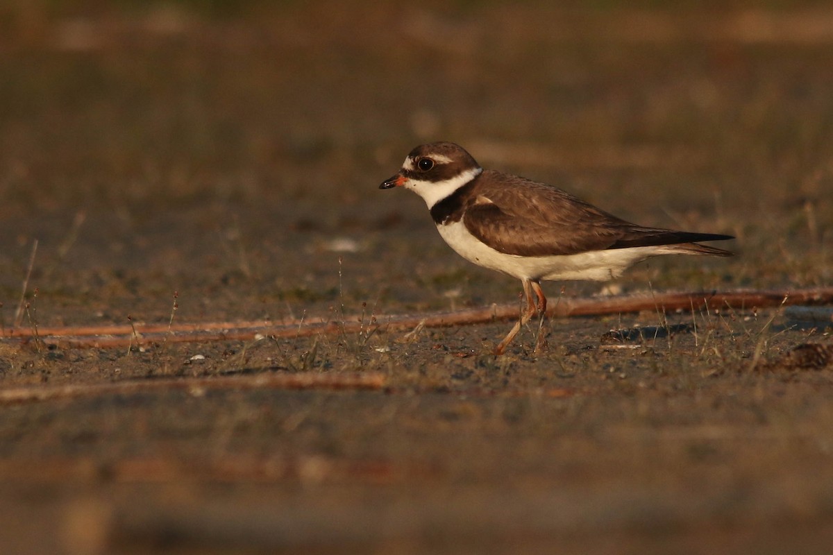 Semipalmated Plover - ML257219081