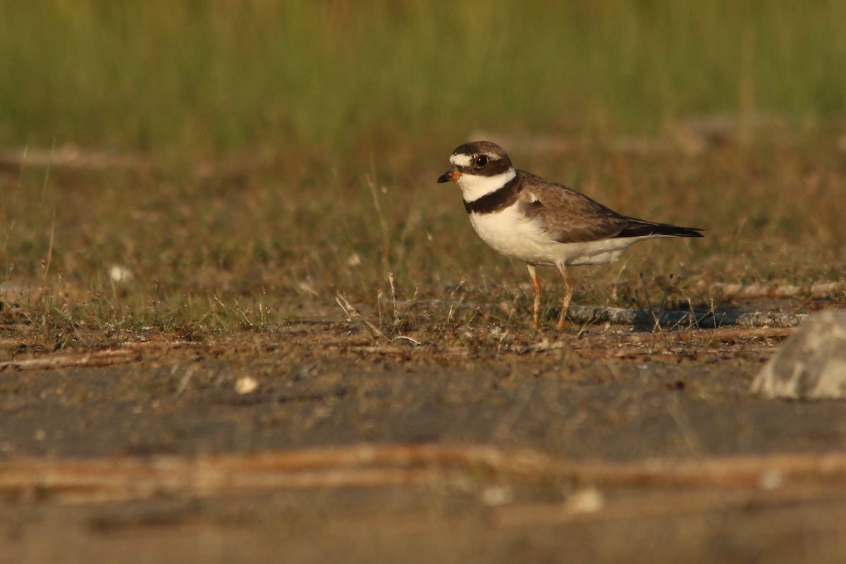 Semipalmated Plover - ML257219091