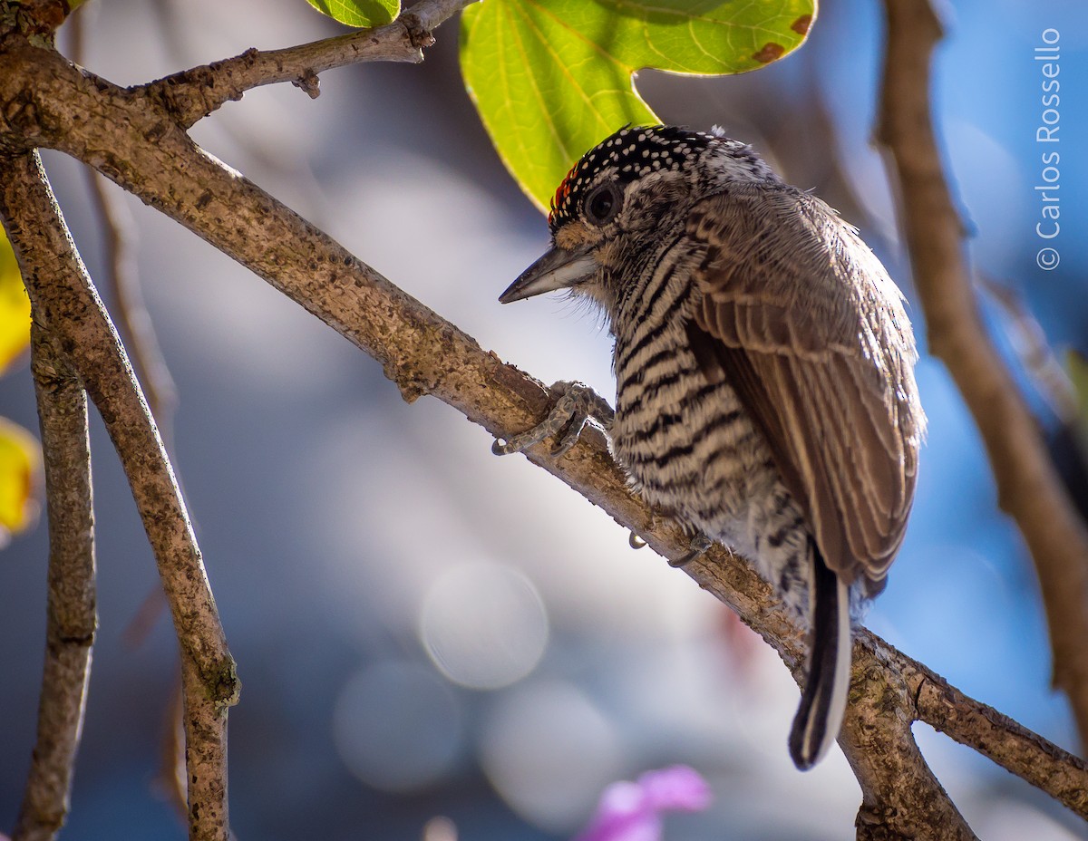 White-barred Piculet - ML257219561