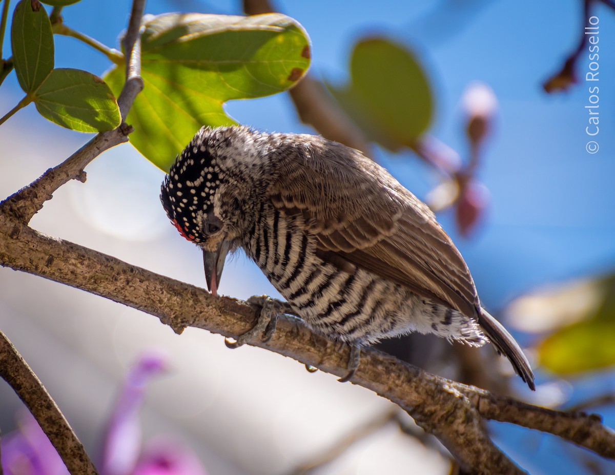 White-barred Piculet - ML257219761