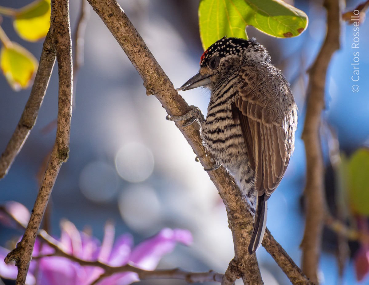 White-barred Piculet - ML257219831