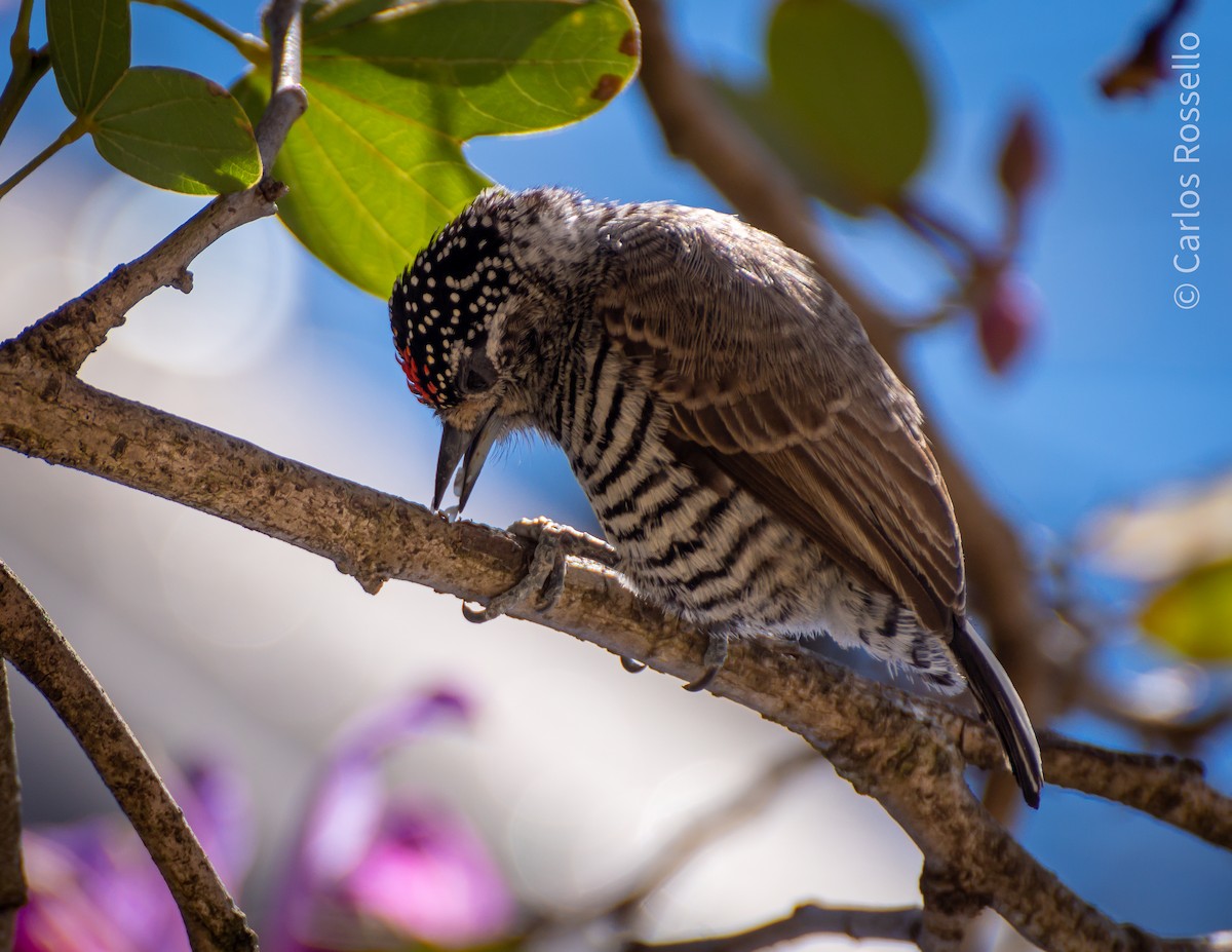White-barred Piculet - ML257219851