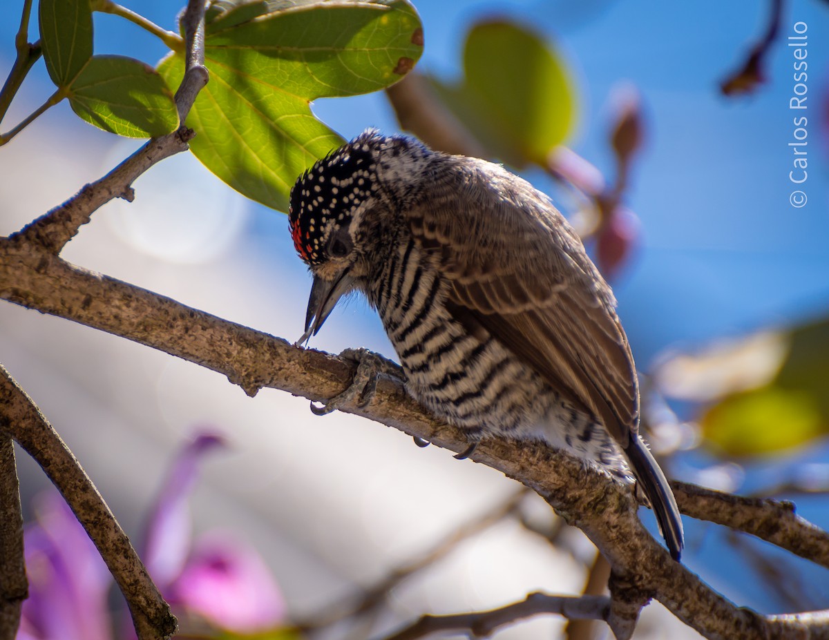 White-barred Piculet - ML257219881