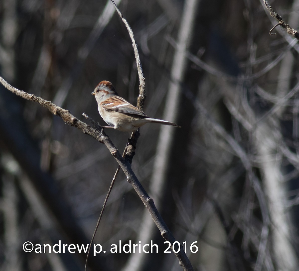 American Tree Sparrow - andrew aldrich