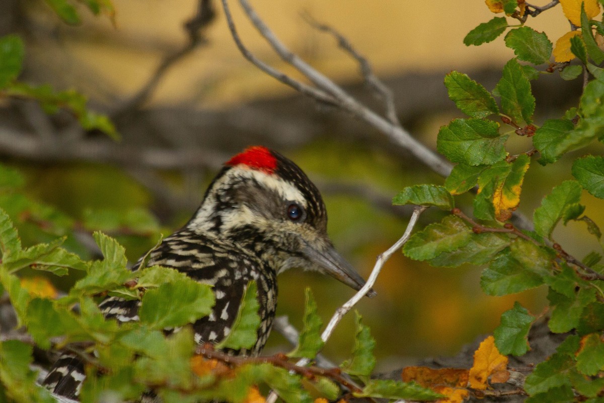 Striped Woodpecker - Santiago Imberti