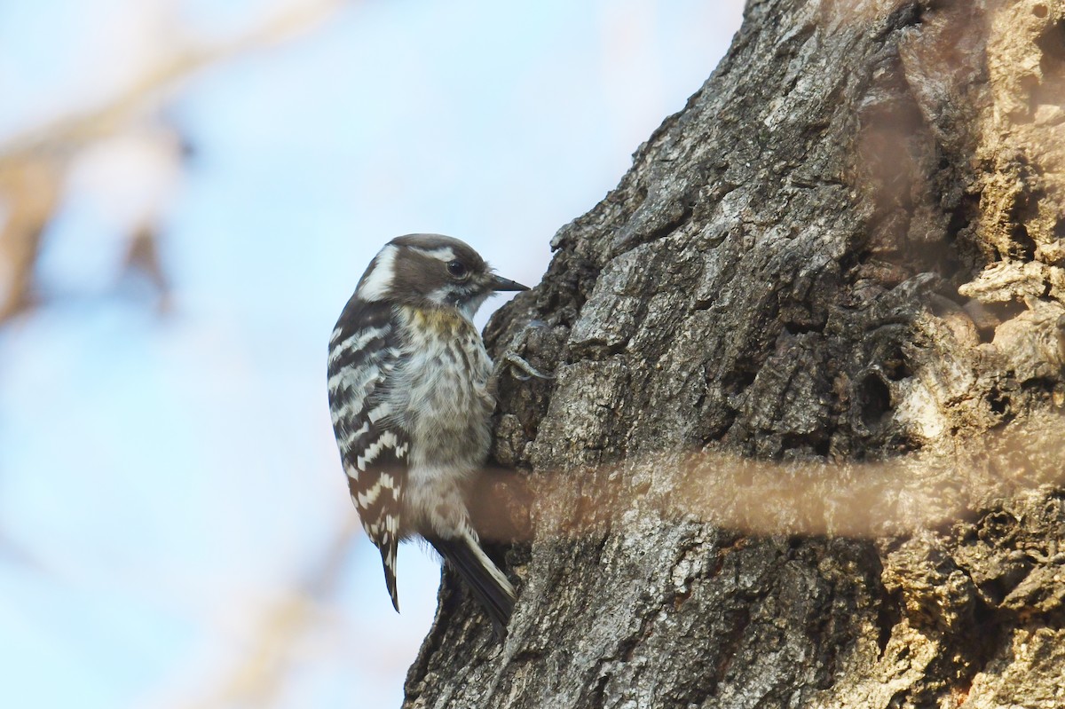 Japanese Pygmy Woodpecker - ML257230361