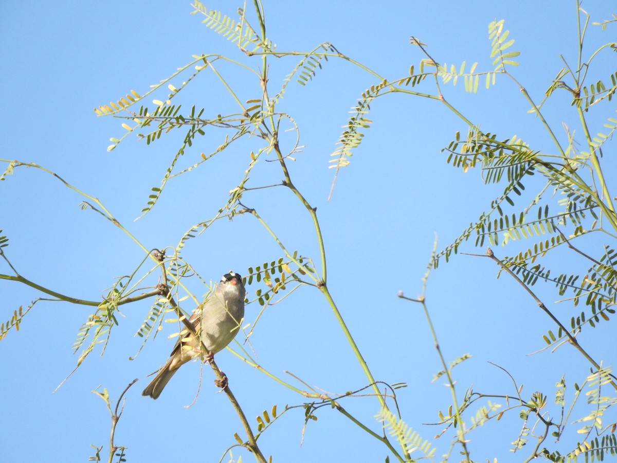 White-crowned Sparrow - Luis Gonzalez Carrazco