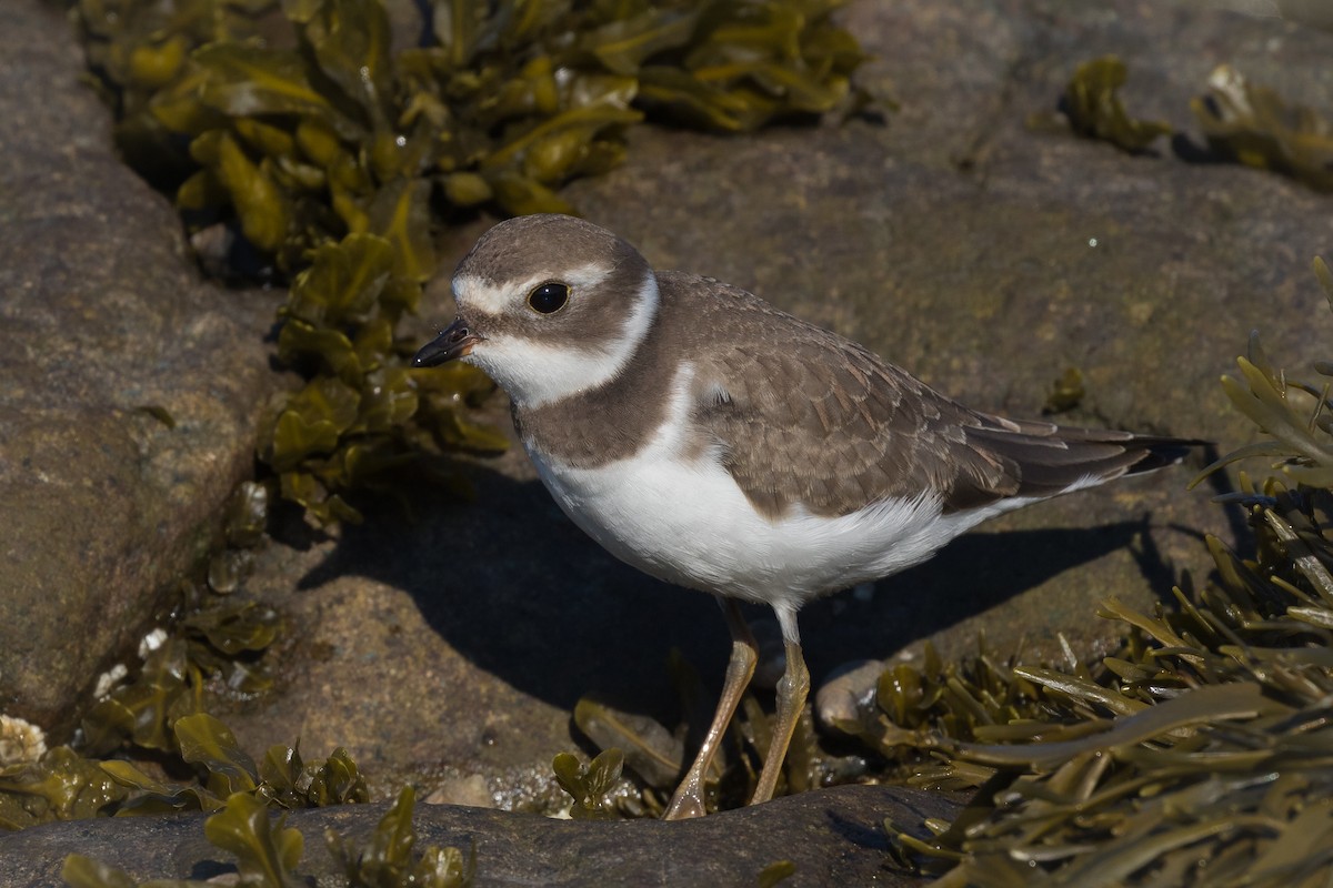 Semipalmated Plover - Lyall Bouchard