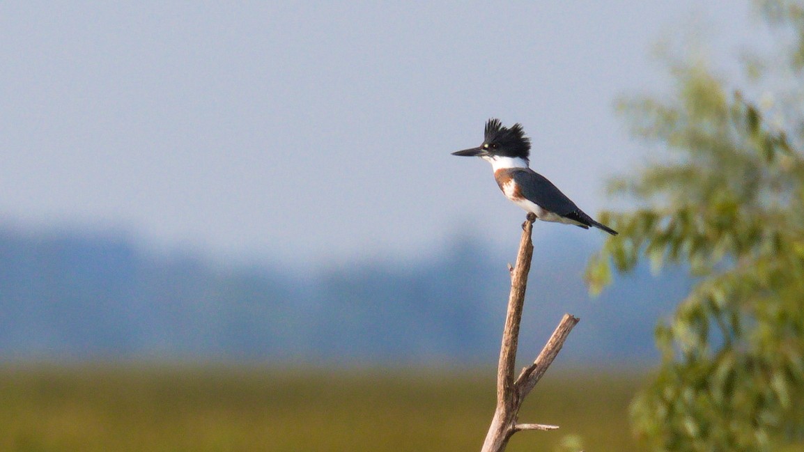 Belted Kingfisher - ML257238911