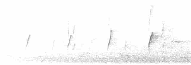 Weißstirn-Schwatzvogel - ML257241101