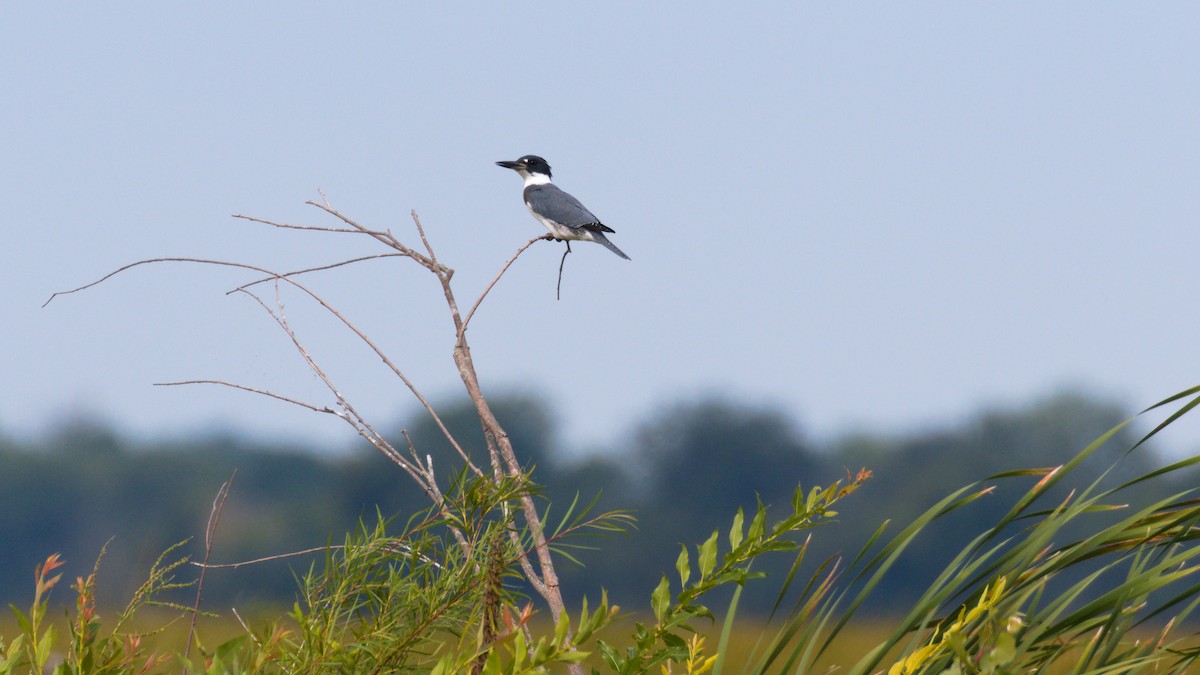 Belted Kingfisher - ML257241801