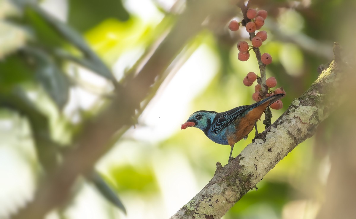 Opal-rumped Tanager - ML257242791
