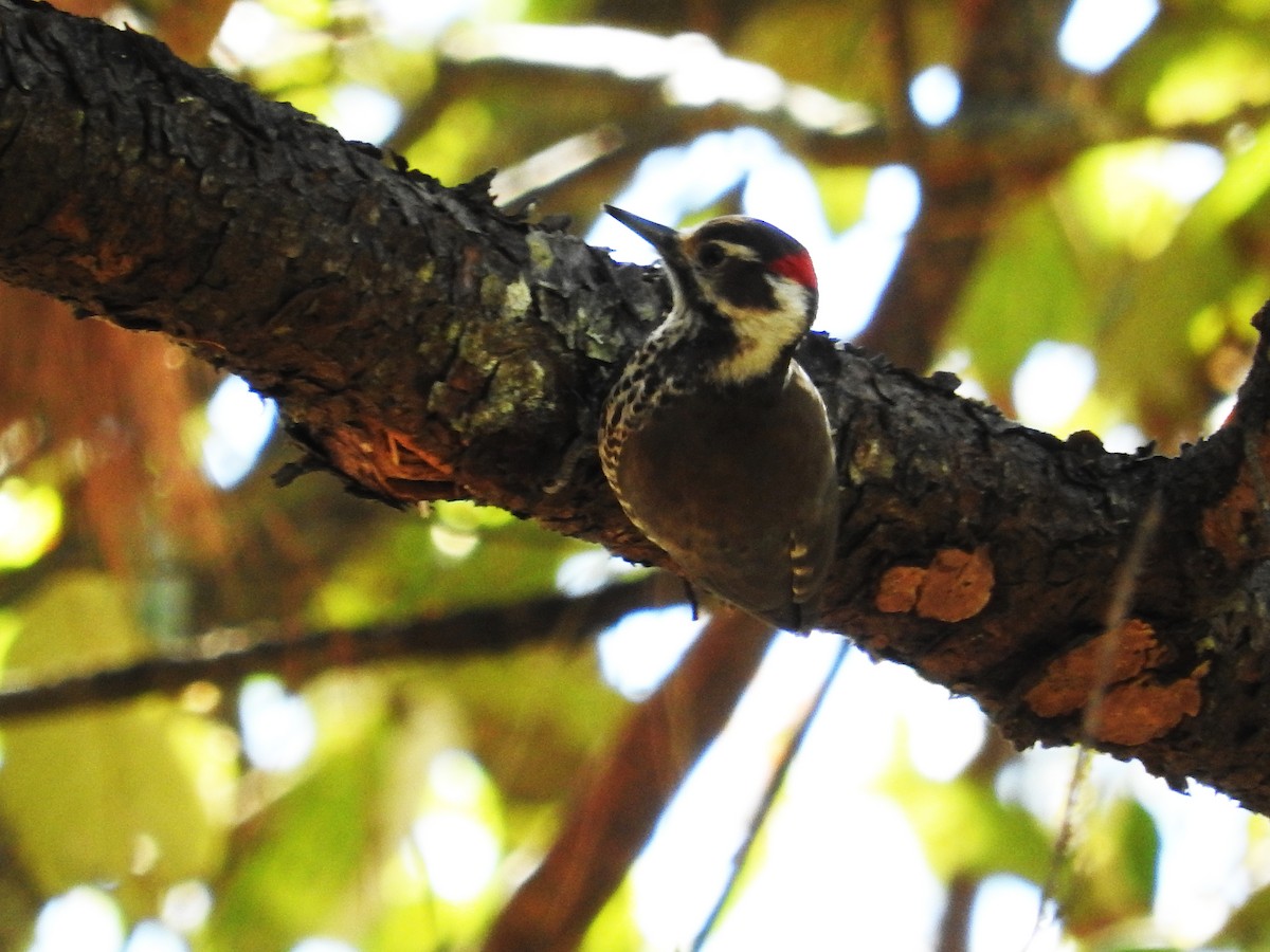 Arizona Woodpecker - ML25724471