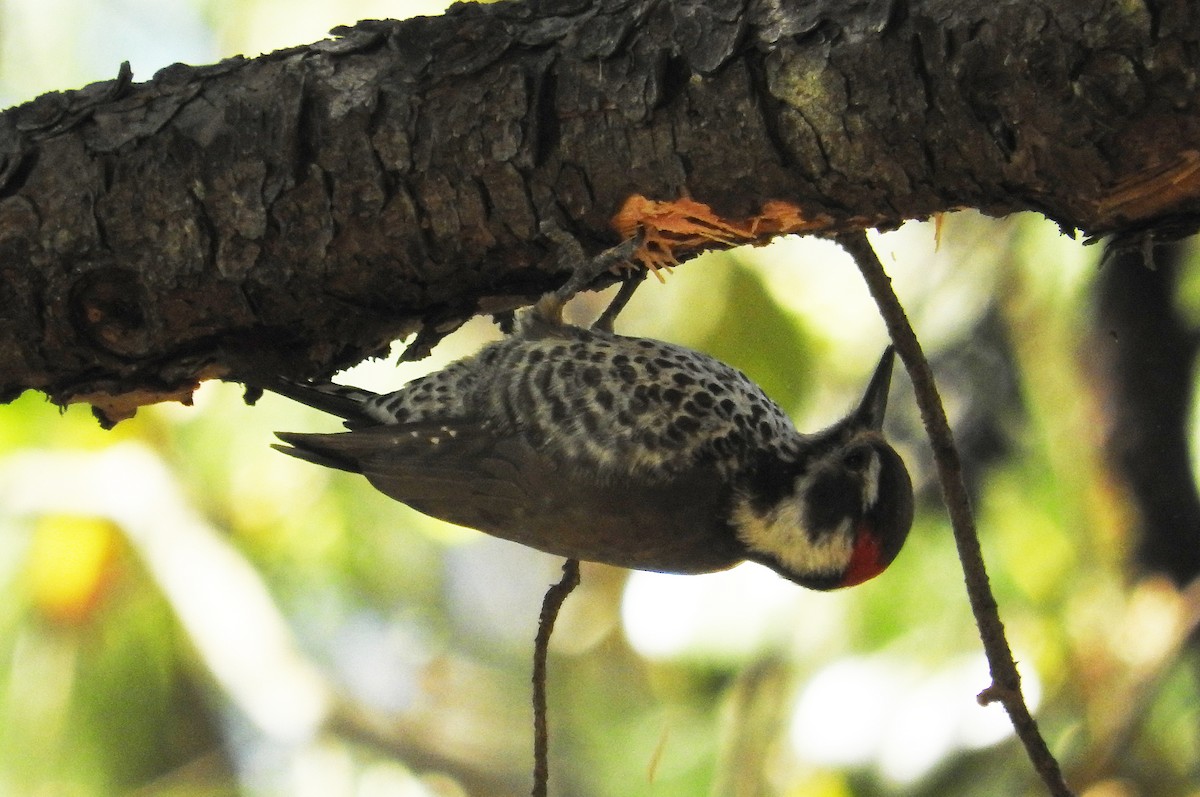 Arizona Woodpecker - Pam Rasmussen