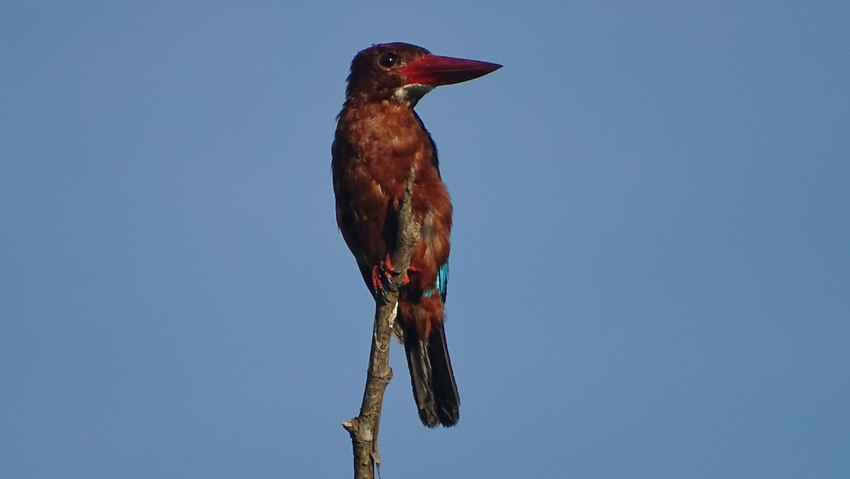 Brown-breasted Kingfisher - ML257245631