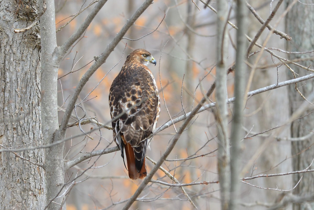 Red-tailed Hawk - ML25724581