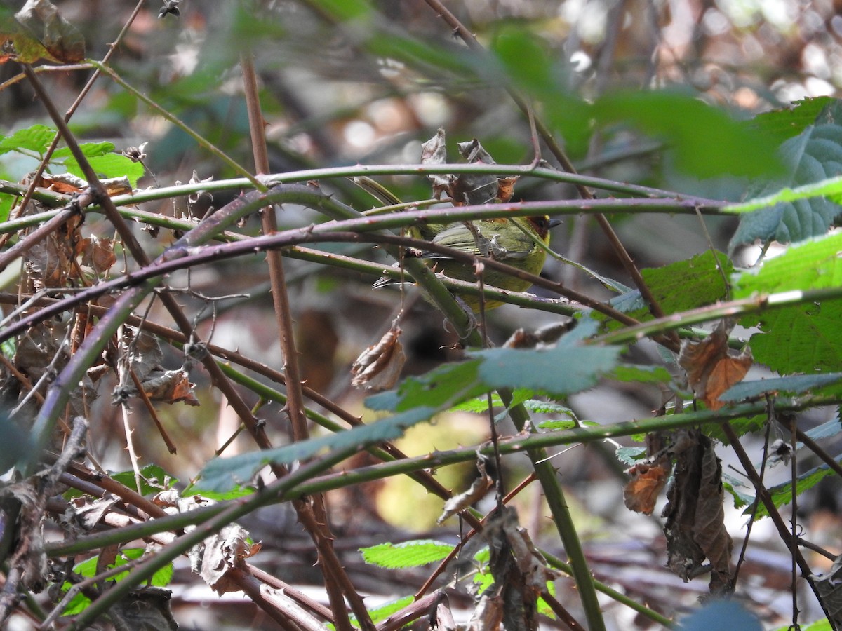 Golden-browed Warbler - ML25724591