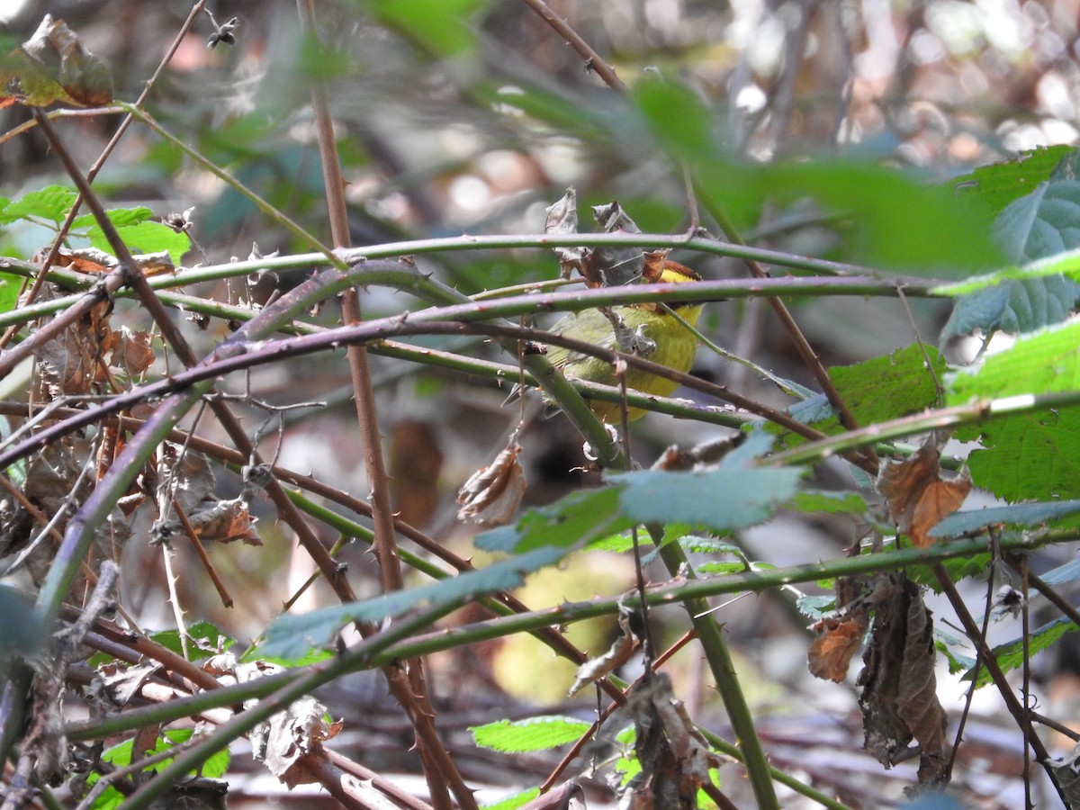 Golden-browed Warbler - ML25724601