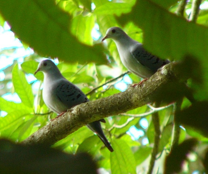 Blue Ground Dove - Charley Hesse TROPICAL BIRDING