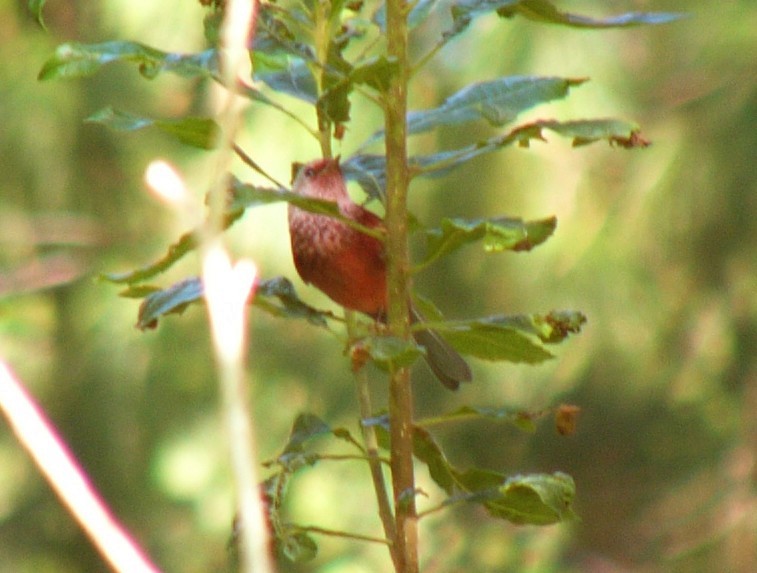 Pink-headed Warbler - Charley Hesse TROPICAL BIRDING