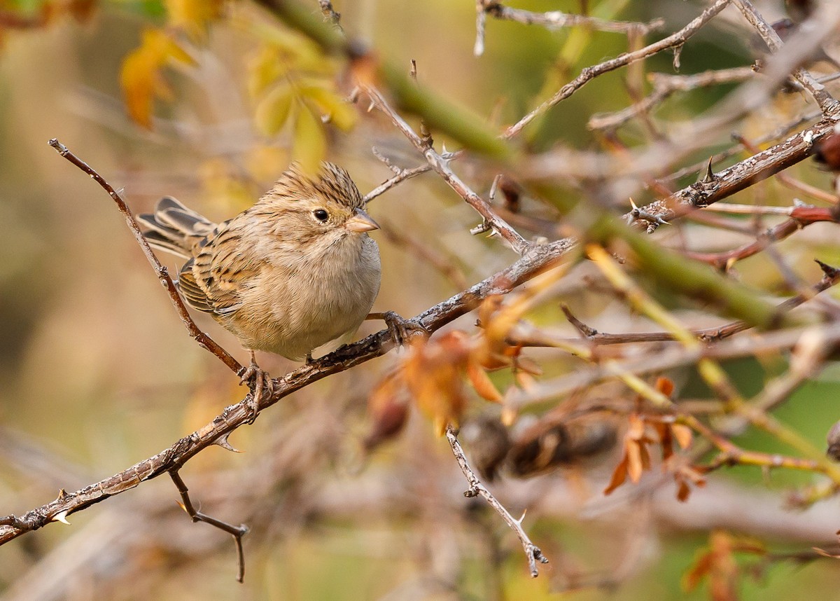 Brewer's Sparrow (breweri) - Russell Thorstrom
