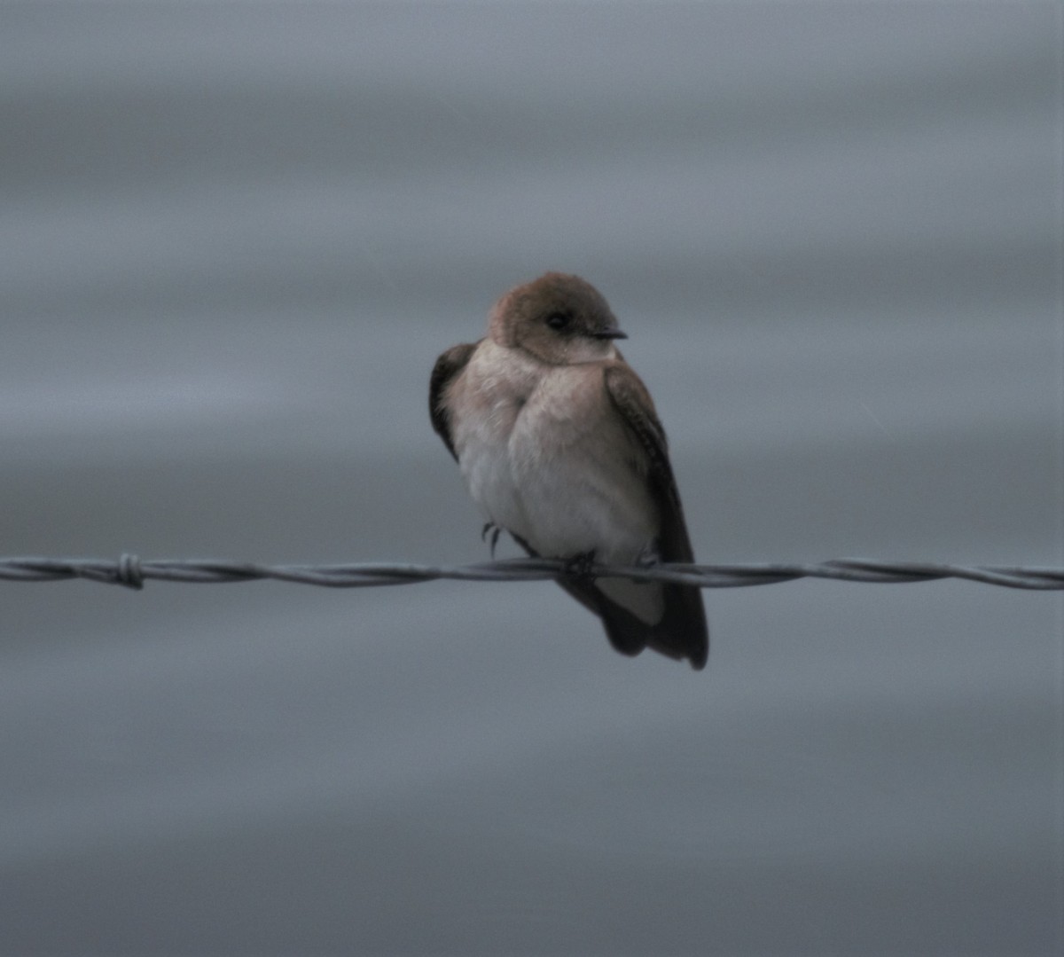 Northern Rough-winged Swallow - Sue Riffe