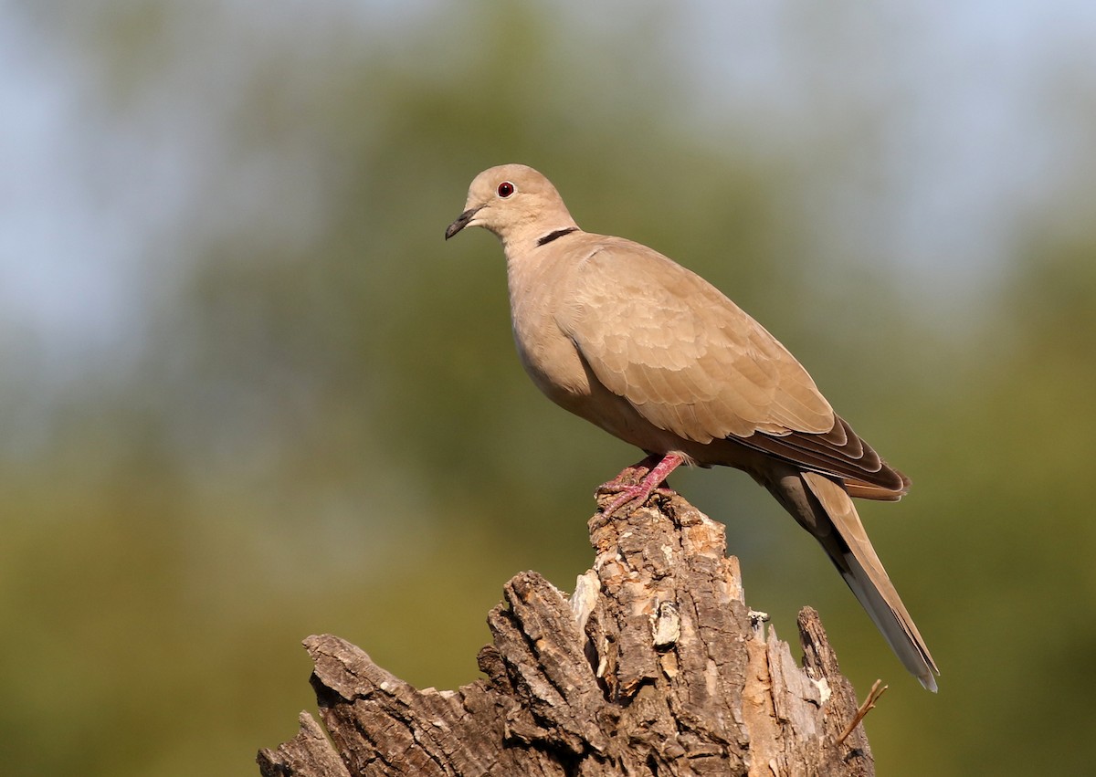 Eurasian Collared-Dove - Matthew Grube