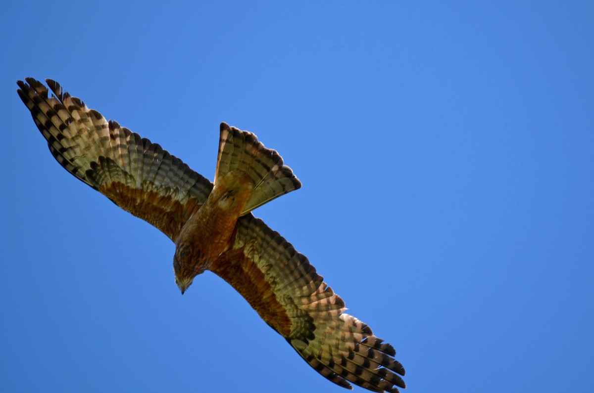Square-tailed Kite - Annette  Green