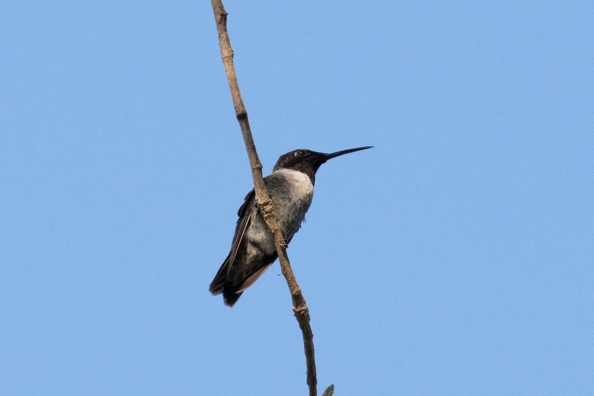 Black-chinned Hummingbird - ML257268371