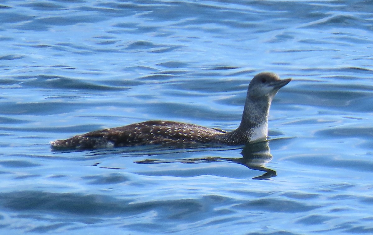 Red-throated Loon - Cathleen Burns