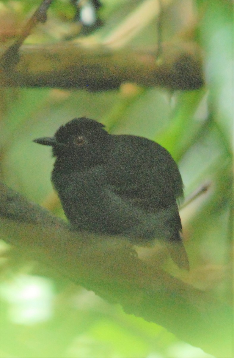 Black-tailed Antbird - Daniel Lebbin