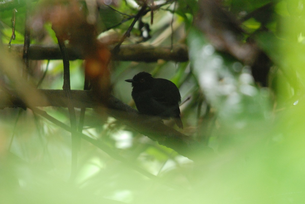 Black-tailed Antbird - ML257271731