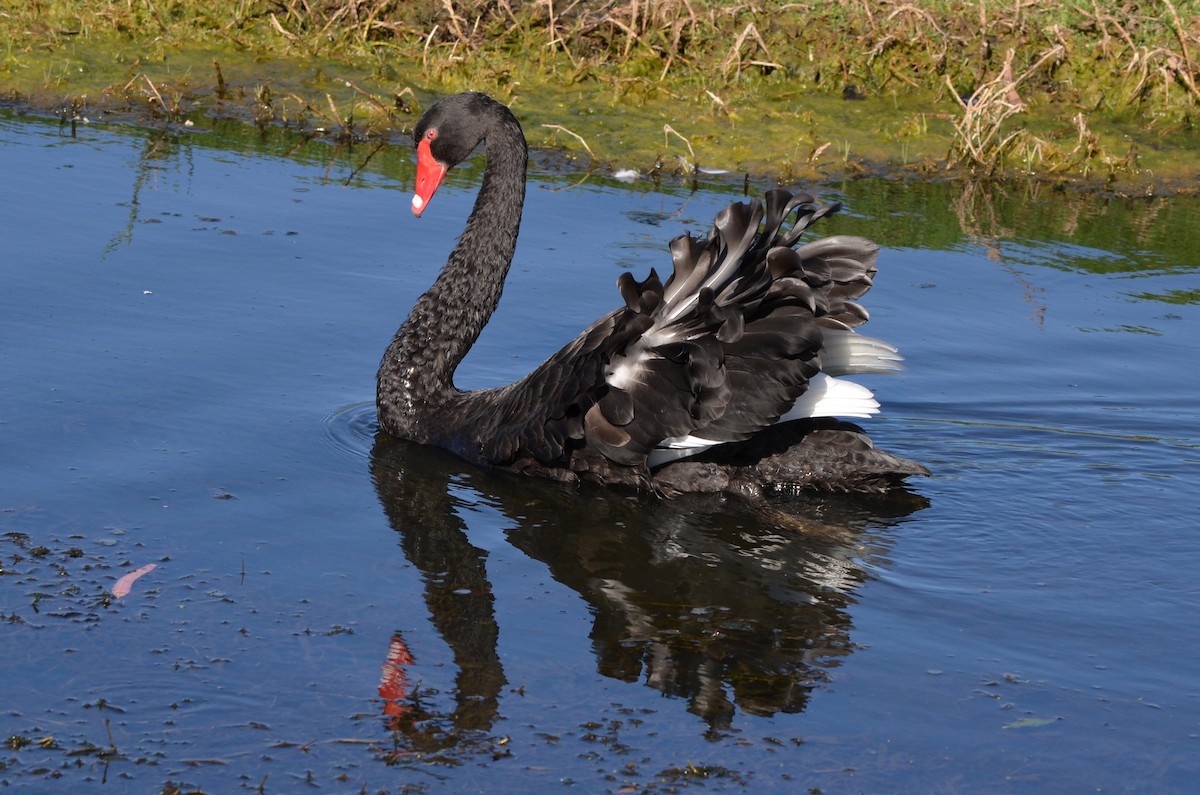 Black Swan - ML257272111