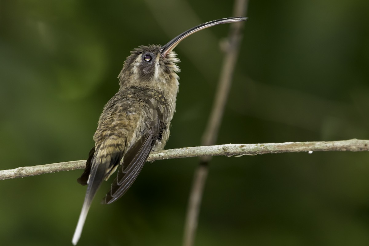 kolibřík tmavolící - ML257282521