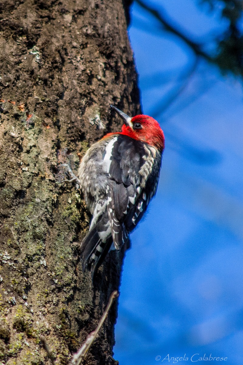 Red-breasted Sapsucker - Angela Calabrese
