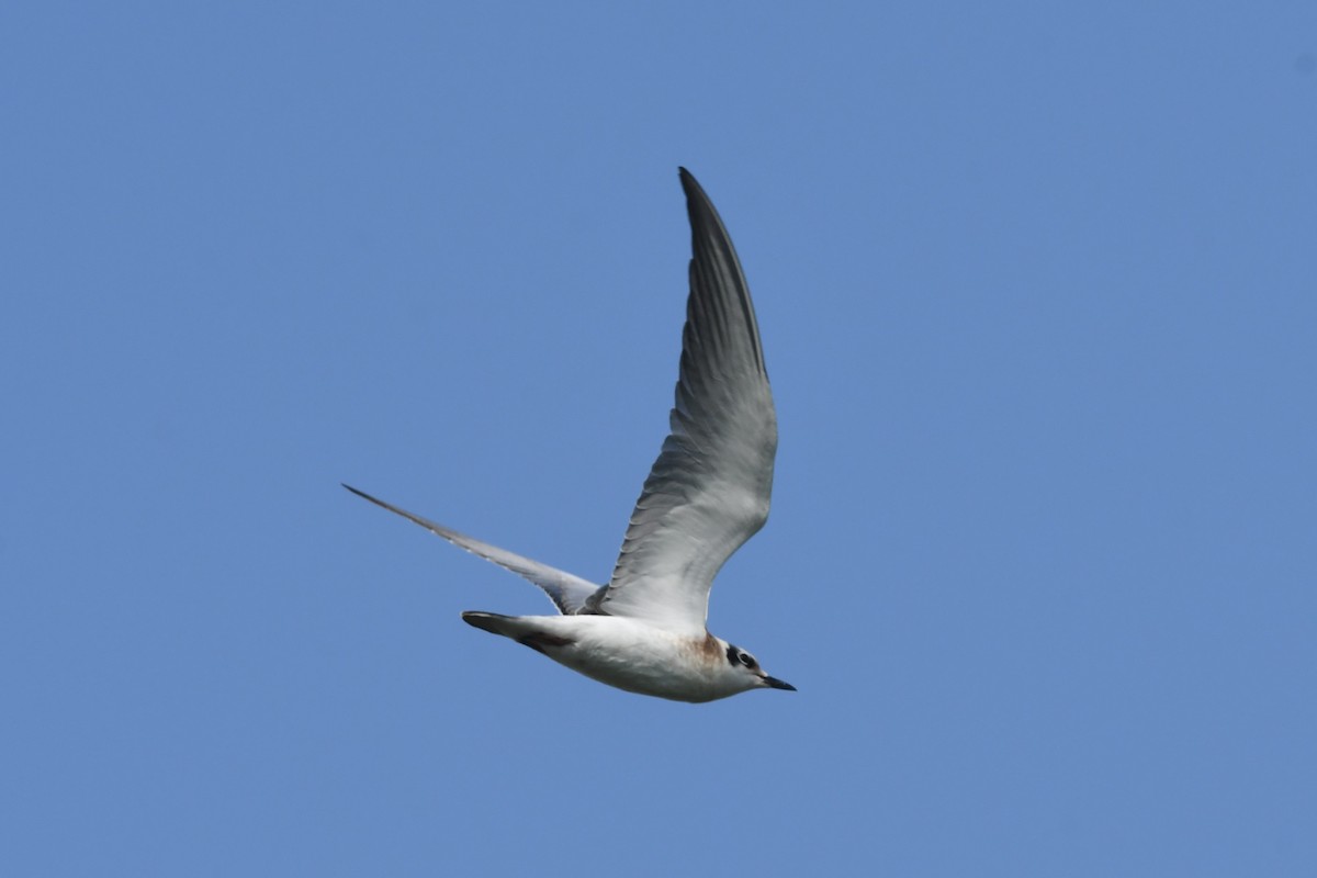 White-winged Tern - Oriental Stork
