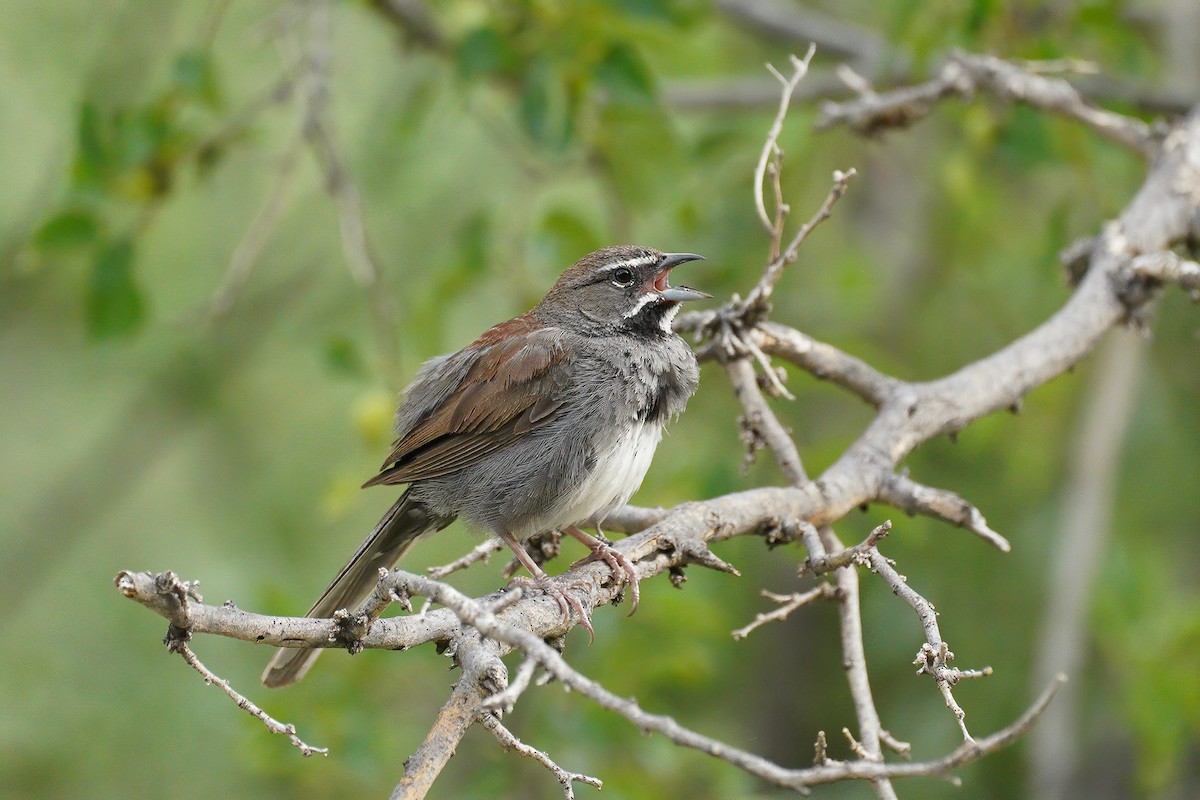 Five-striped Sparrow - Dave Jurasevich