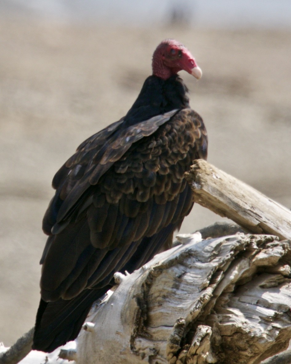 Turkey Vulture - ML257293851