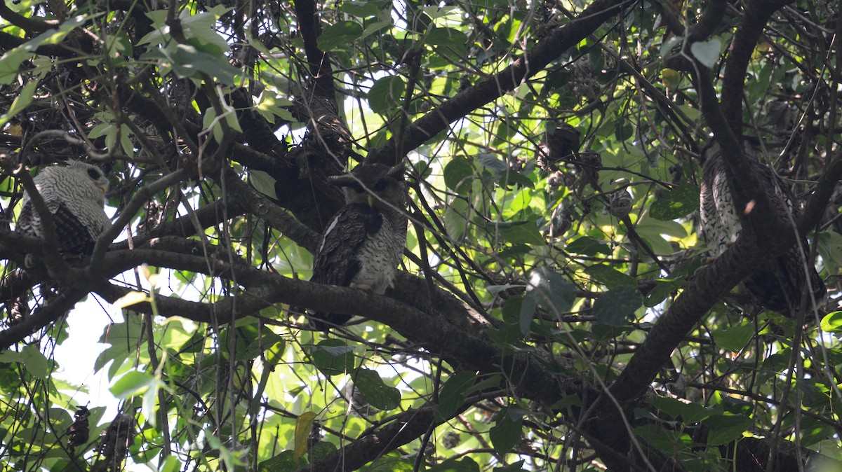 Barred Eagle-Owl - Ari Noviyono