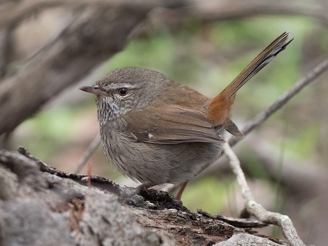 Chestnut Rumped Heathwren Ebird