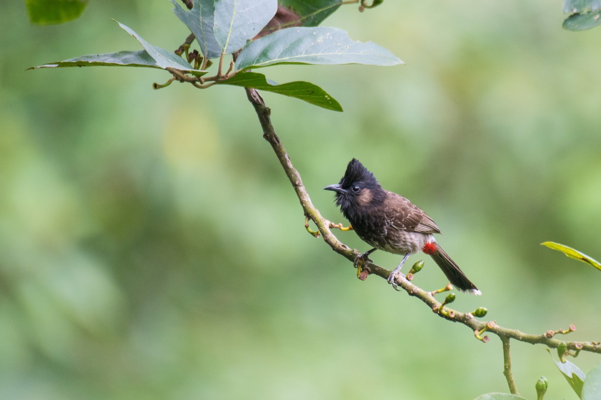 Red-vented Bulbul - ML257302311