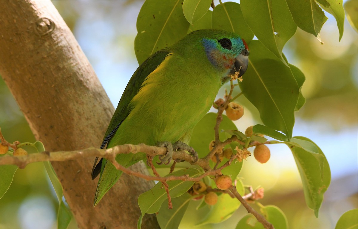 Double-eyed Fig-Parrot - ML257306581