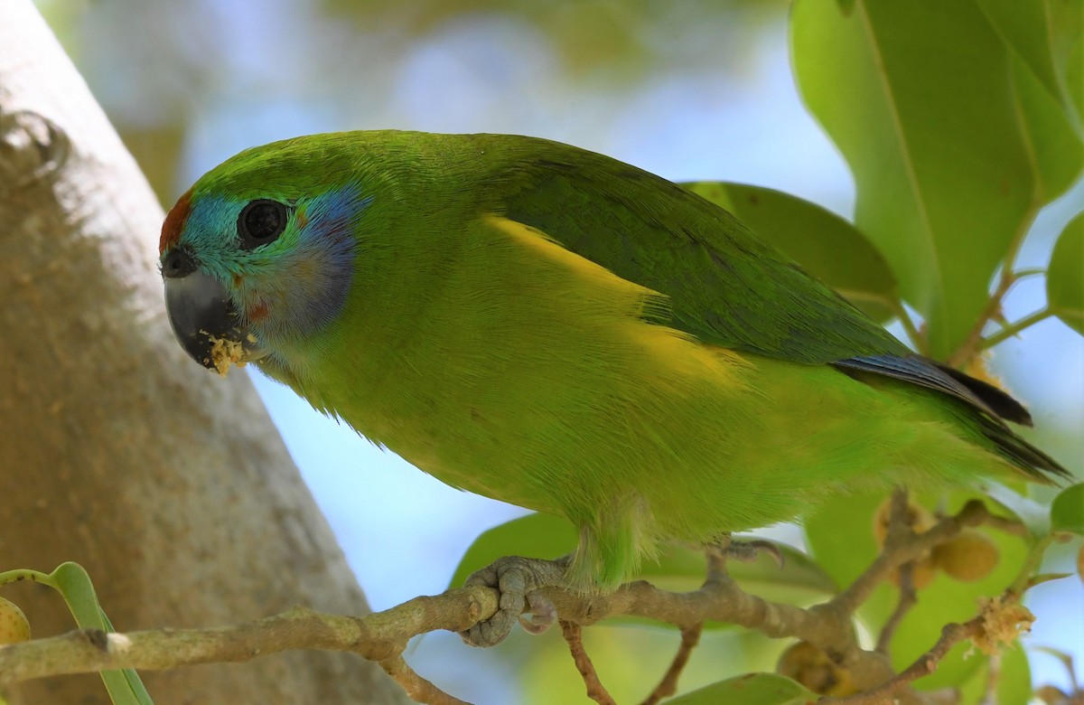 Double-eyed Fig-Parrot - ML257307871
