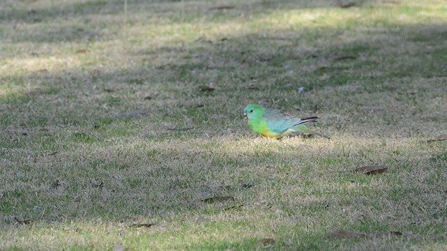 Red-rumped Parrot - ML257316441