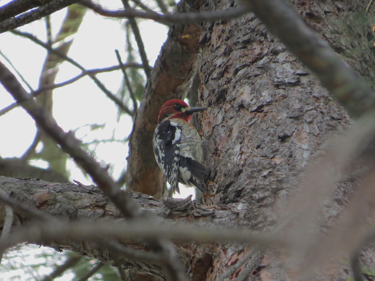 Red-breasted Sapsucker - ML25731691
