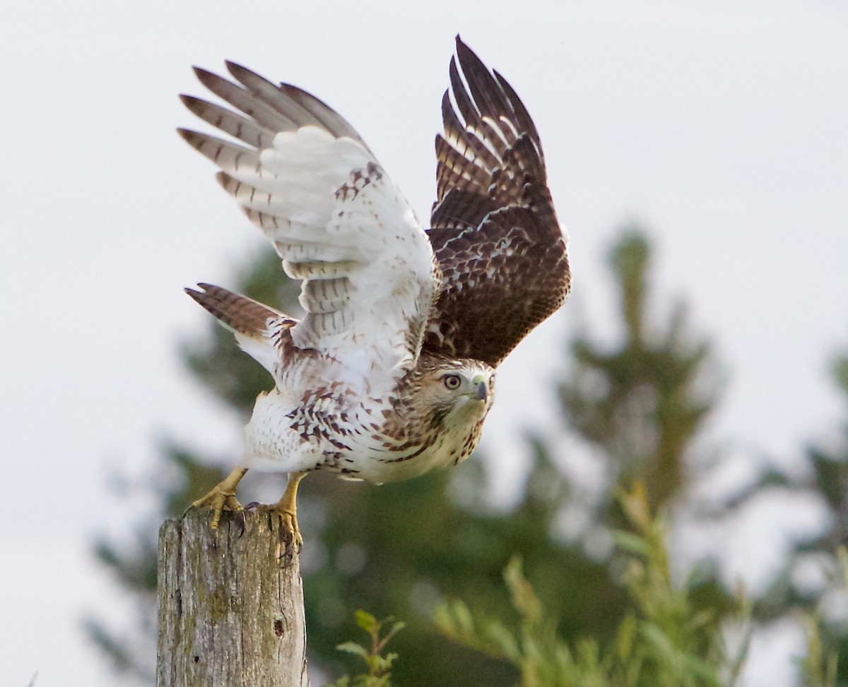 Red-tailed Hawk - ML257317771